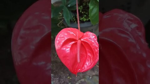 Anthurium from my garden #shorts