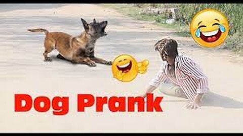 Troll Prank Dog Funny & fake Lion and Fake Tiger Prank To dog & Huge Box Prank to dog