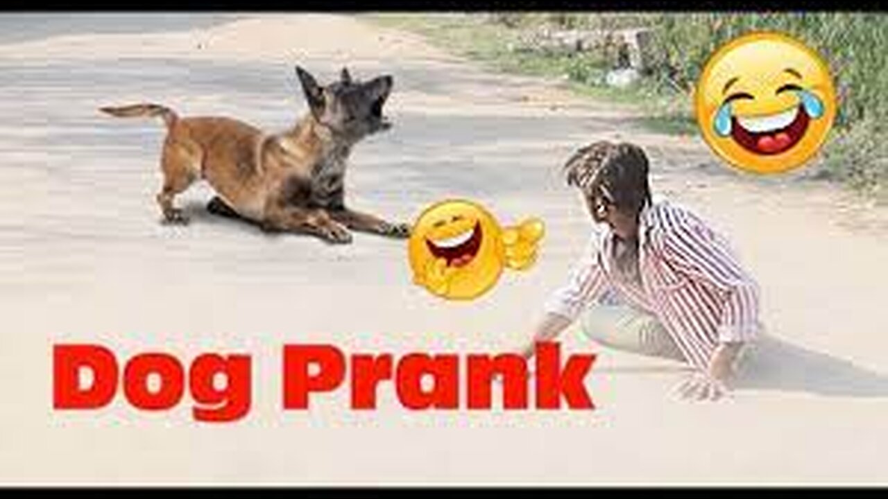 Troll Prank Dog Funny & fake Lion and Fake Tiger Prank To dog & Huge Box Prank to dog