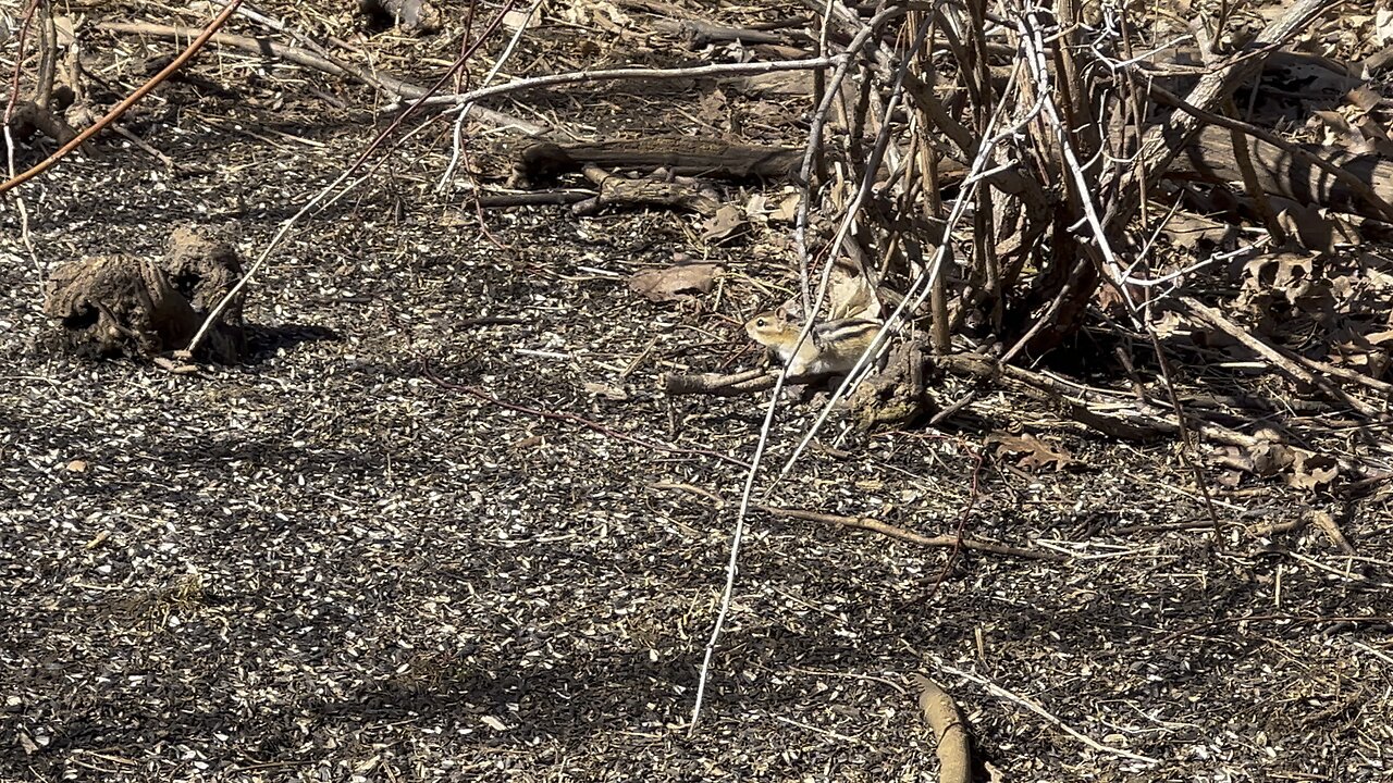 Chipmunk out of hibernation
