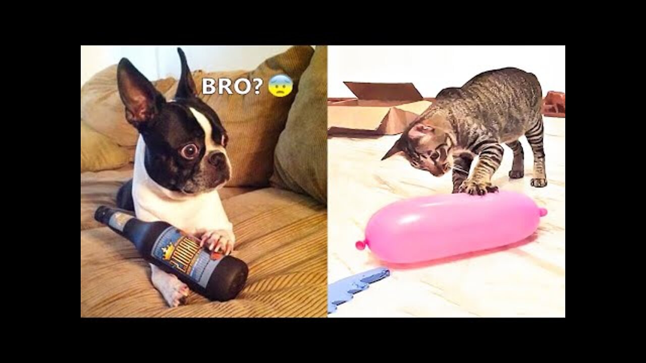 Funniest Dogs And Cats - Best Of The 2022 Funny Animal Videos