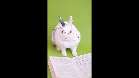 when the rabbit was reading