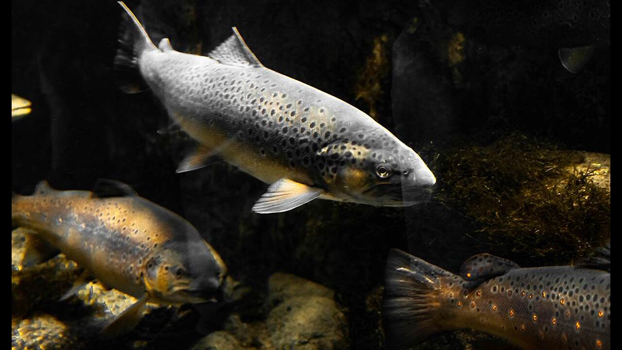 Don't They Have Better Things to Do? Ohio Lawmakers Argue Over State Fish.