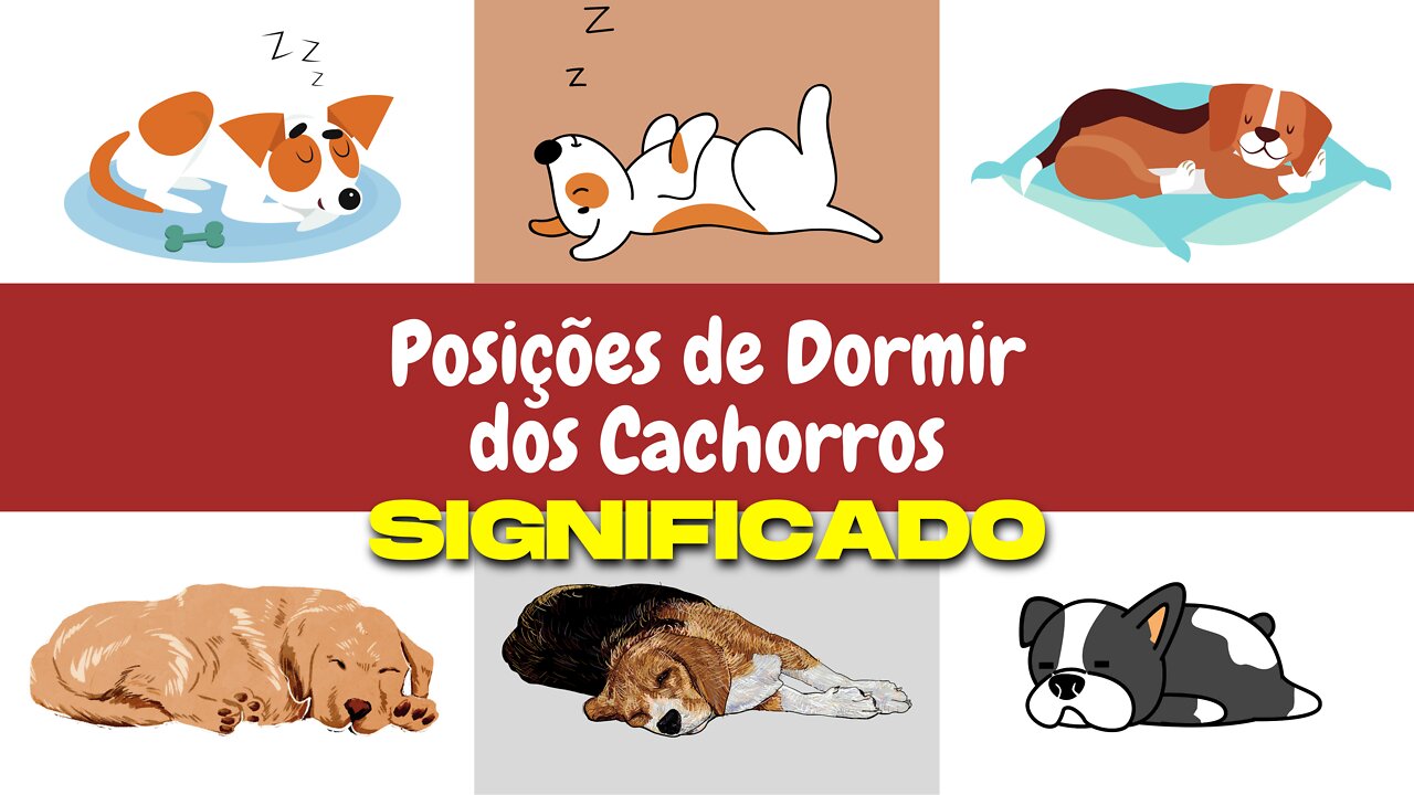 O que as Posições de Dormir do seu Cão revelam sobre sua Saúde, Personalidade e Caráter