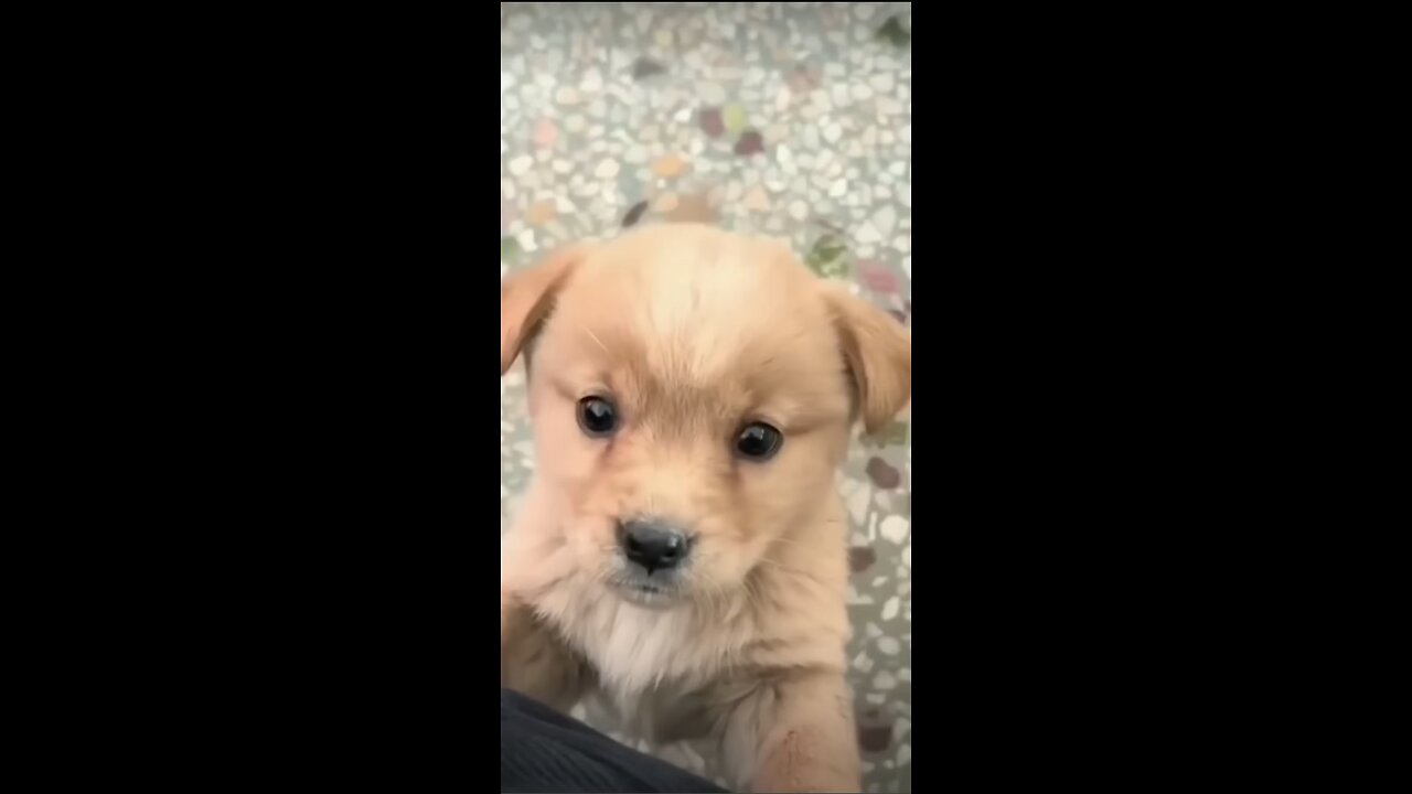 Click on this if you like dogs