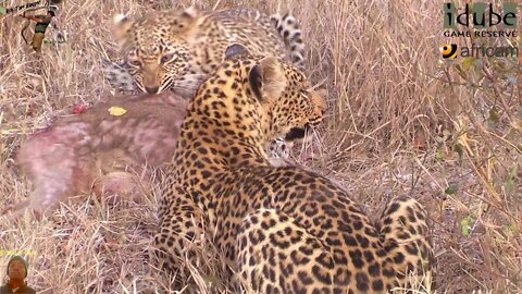 Scotia Female Leopard - Year 2, Becoming Independent - 2: With A Bushbuck