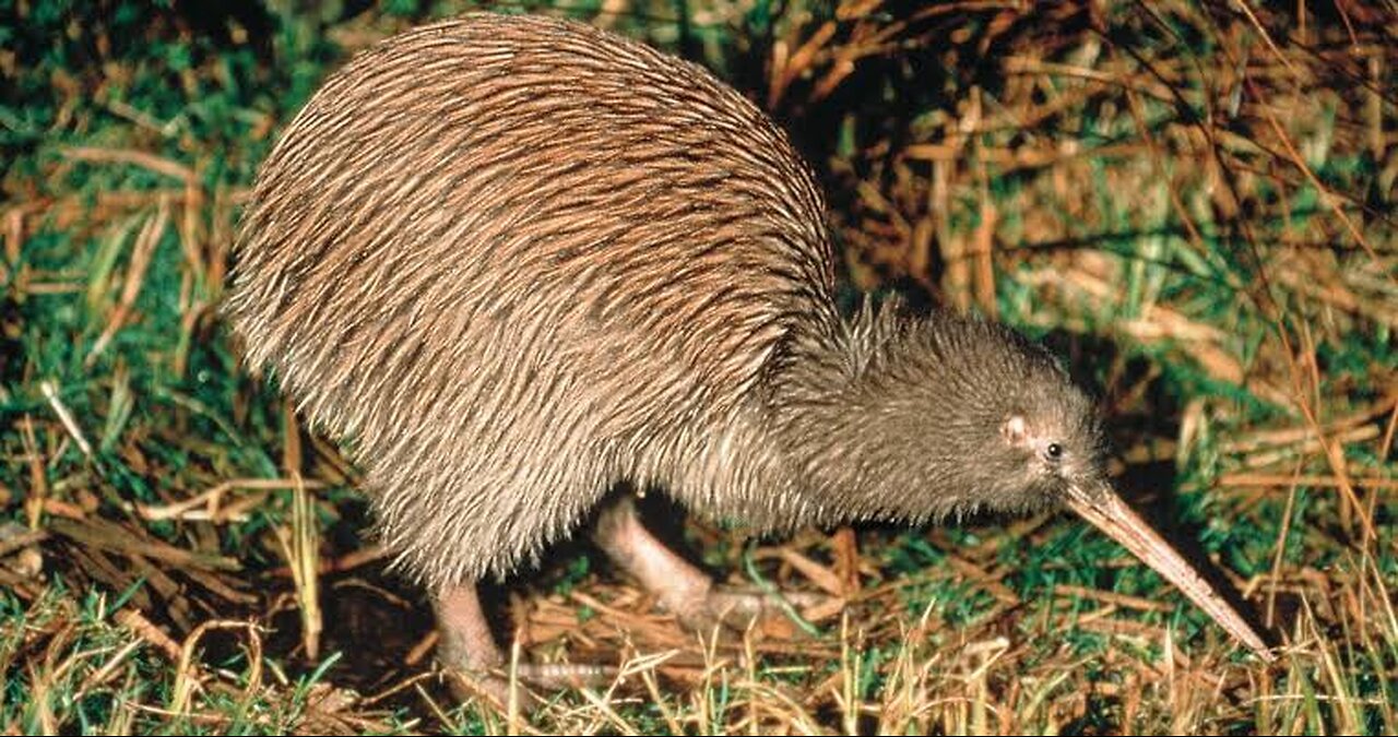 The Kiwi bird is iconic and unique species of New Zealand