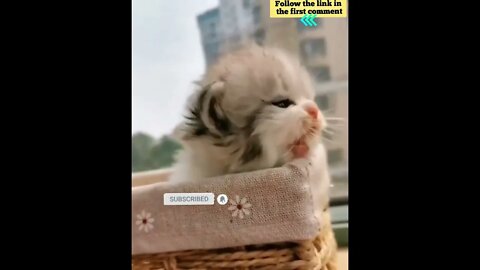 cute cat videos 😹 funny videos 😂 679 😻 #shorts #shortsfunny #cutecat #catvideos #catsfood #catscare