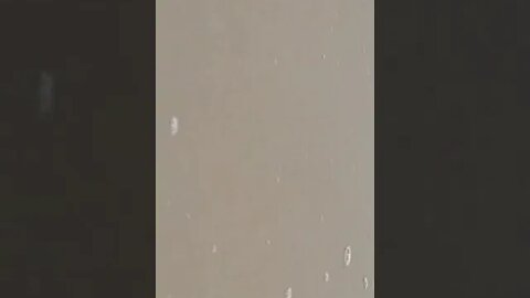 Tubarão branco em balneário barra do sul litoral de SC