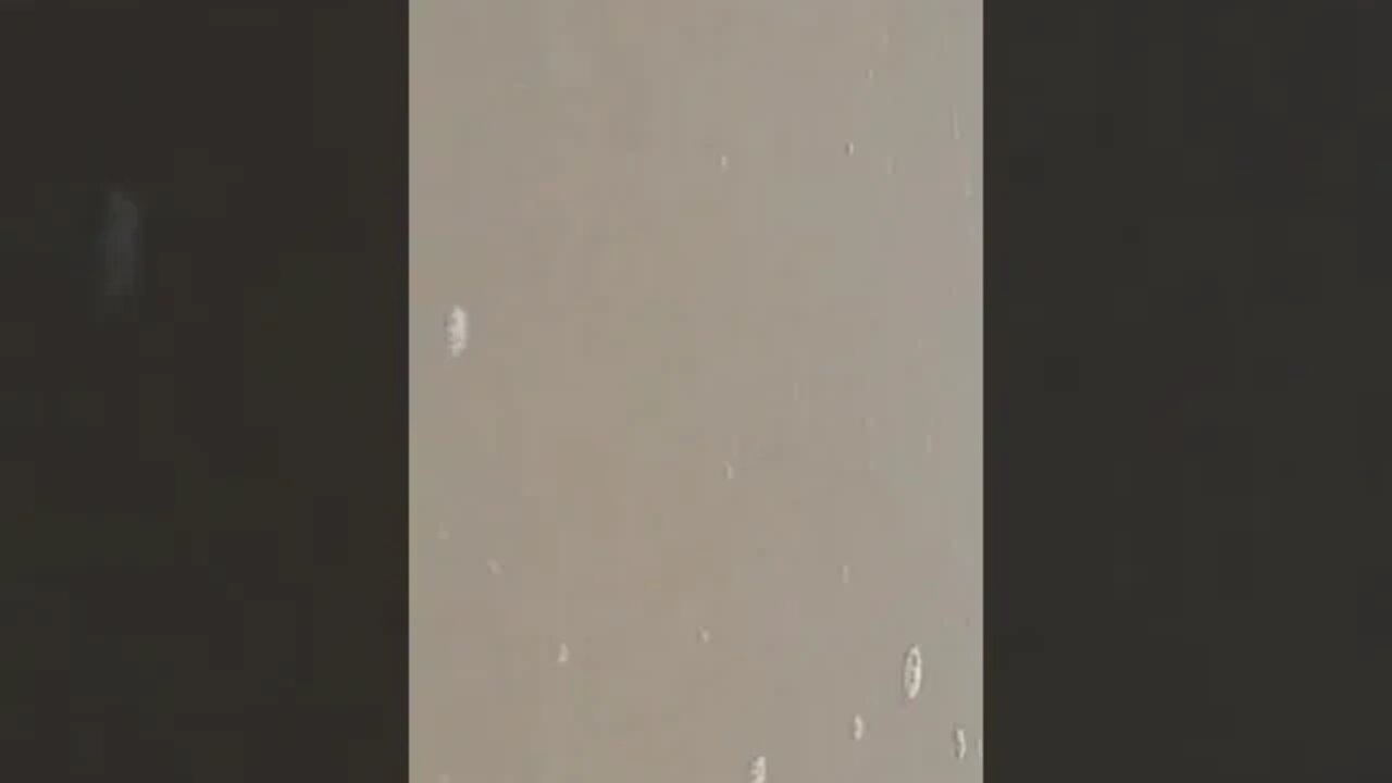 Tubarão branco em balneário barra do sul litoral de SC