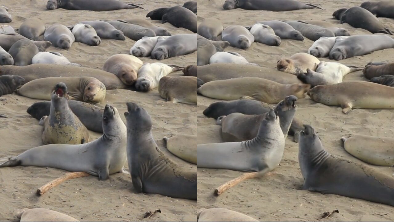 Elephant Seals Fighting on a Sandy Beach video