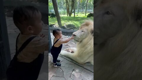 The WHITE LION & Cute Baby