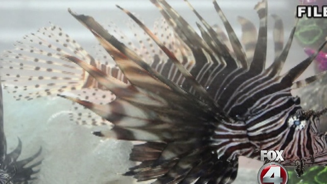 Lionfish killing celebration