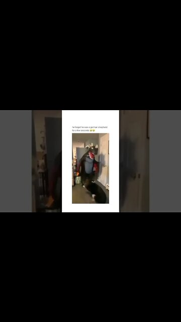 German Shepherd Fail