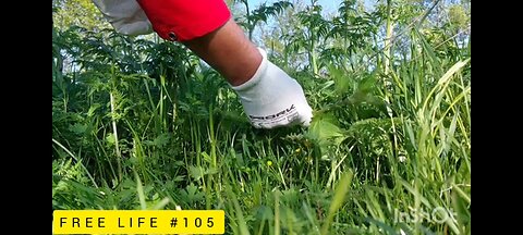 Picking nettles and making lovely tea.