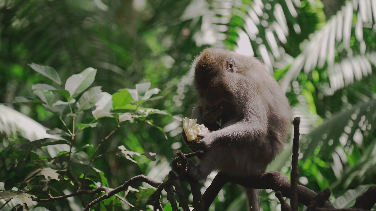 Monkey