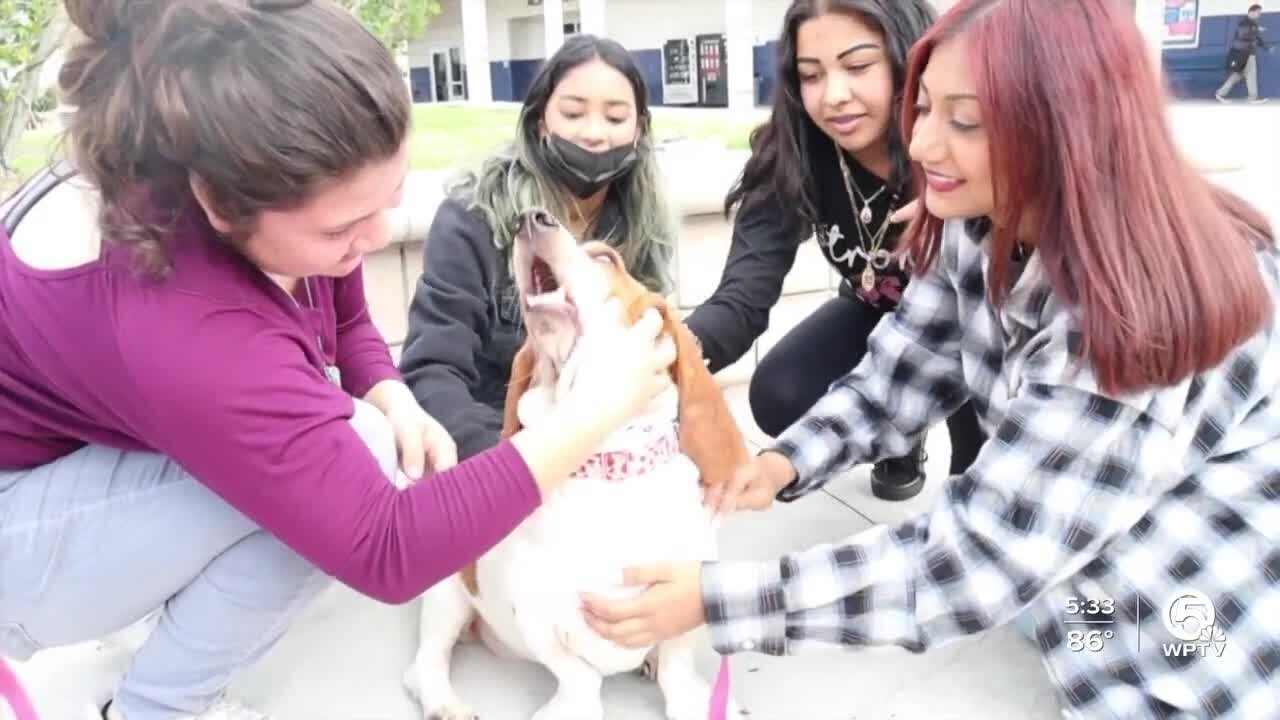 Therapy dog brings comfort to students at Forest Hill High School in West Palm Beach