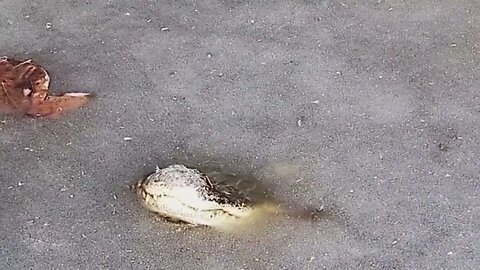 How alligators survive when the water freezes