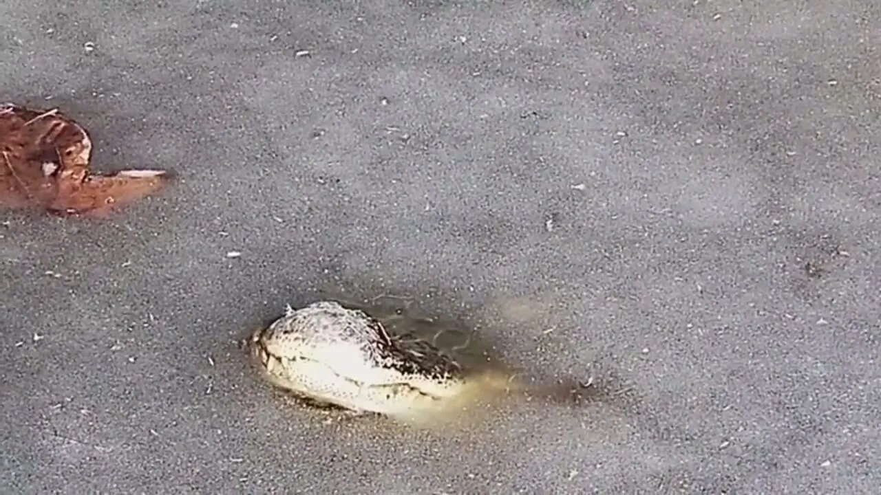 How alligators survive when the water freezes