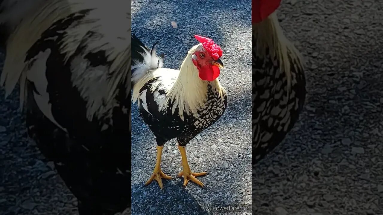 I BOUGHT SOME CHICKEN AT FAMILY DOLLAR AND THIS HAPPENED