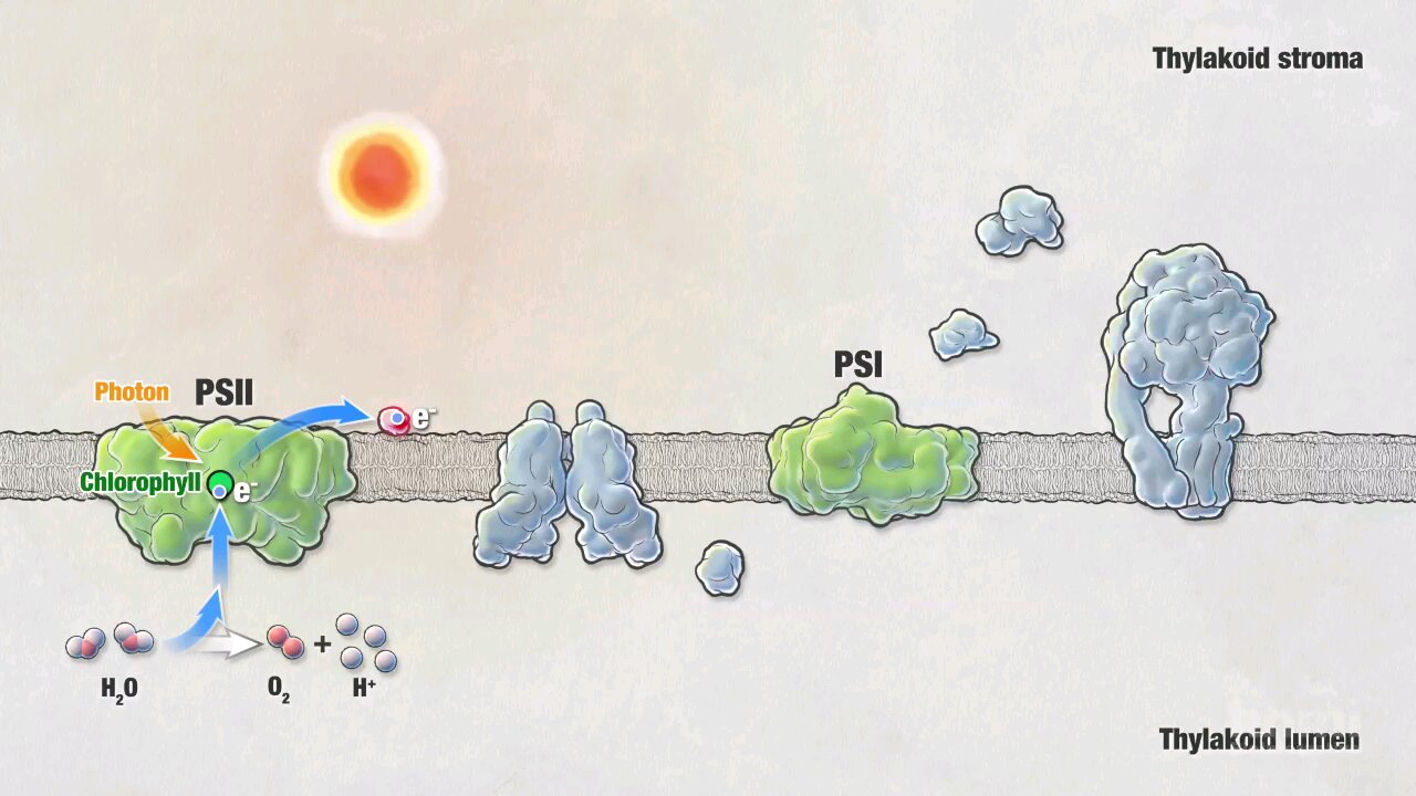 Photosynthesis