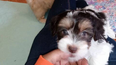 k Litter - 7 weeks old tomorrow(1)