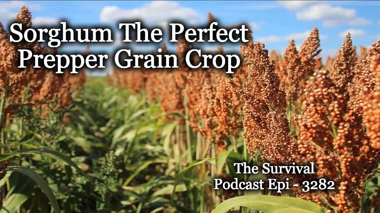 Sorghum the Perfect Prepper Grain - Epi-3282