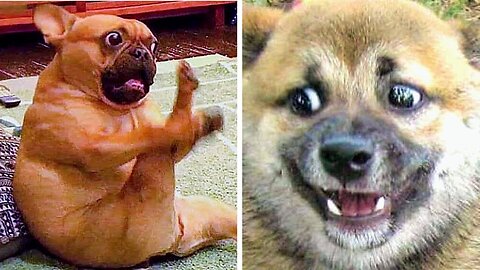 WORLD BEST FUNNIEST🤣 Dog vs men 🤣 funny video> Don't Try Laughing 🤣 clips