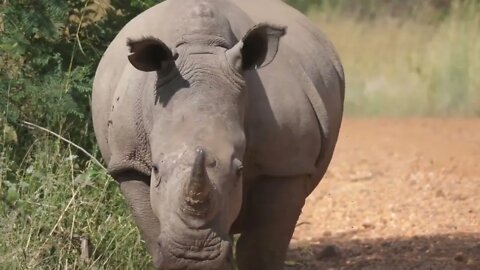 Lonely rhino walks on the savanna at Pilanesberg in South Africa
