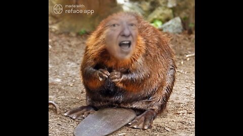 The Ultimate Donald Trump Beaver Meme! 🦫
