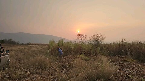 Septuagenarian Cutting Sugar Cane In Mexico