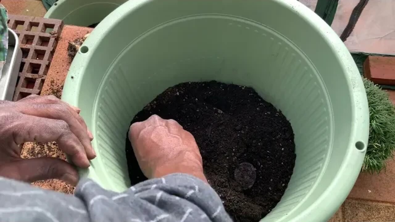 It's Springtime! Planting Potatoes & Turmeric