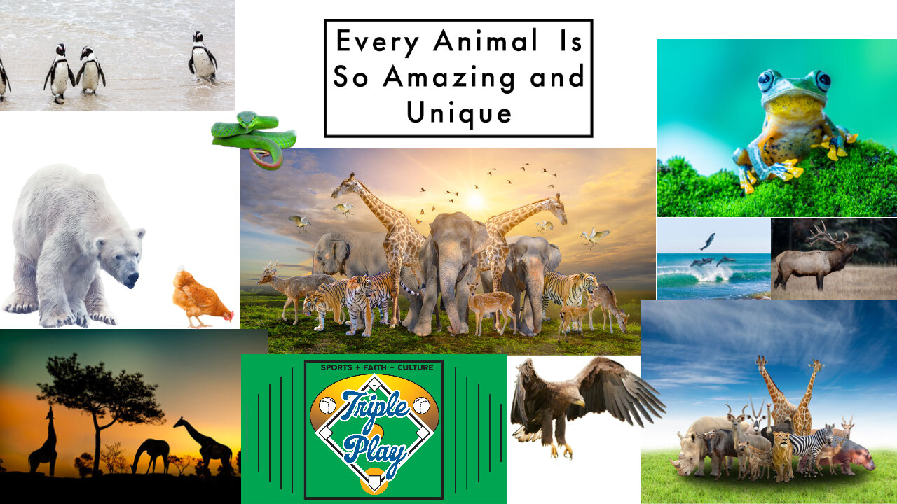 Every Animal is so Amazing and Unique