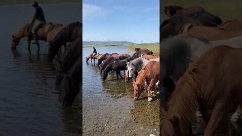 Cavalos na Hora de Tomar Agua #shorts