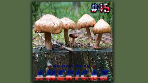 #45 - Mushrooms in My Veins