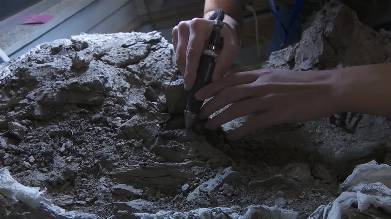 Volunteers can dust of dinosaur bones at Denver Museum of Nature and Science