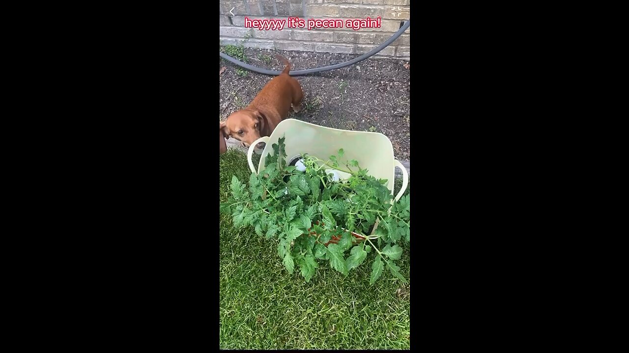 Planting tomatoes with pecan!