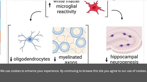 四分之一的 COVID-19 倖存者出現持續認知障礙的神經系統症狀