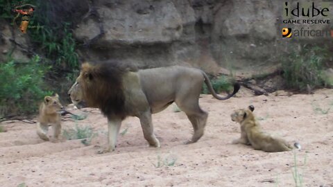 Daughters Of The Mapogo Lions - Rebuilding The Othawa Pride - 29: In The Makubela Donga