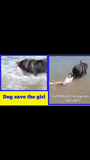 Dog save his best friend | in the ocean sea | #dog #funn #funny #Entertainment