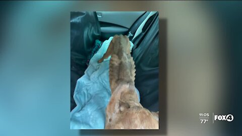 Abandoned dog barely alive in Lee County