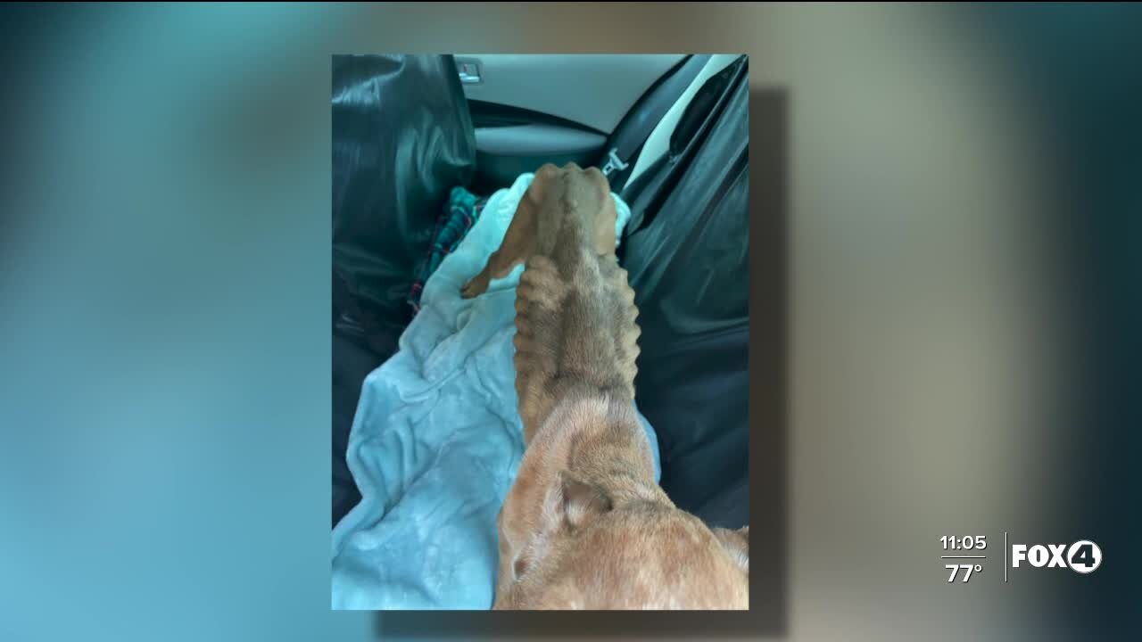 Abandoned dog barely alive in Lee County