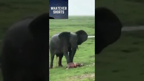 Elephant giving birth in the Kenyan reserve Masai Mara #shorts #animals #elephant #kenya #africa