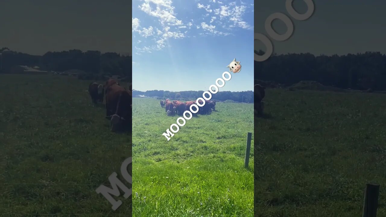 GO MOOOOOOO