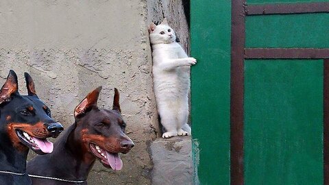 Duet of a cat and a dog😻😹