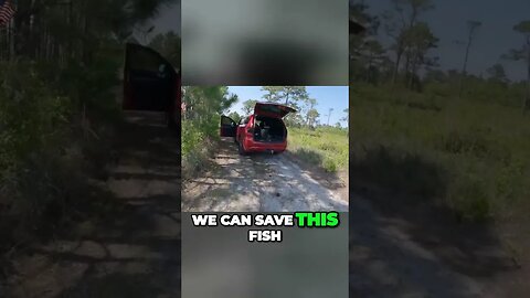 Amazing Fish Surgery Saves Life. Shocking Find Inside!!! #largemouthbassfishing #bassfishing