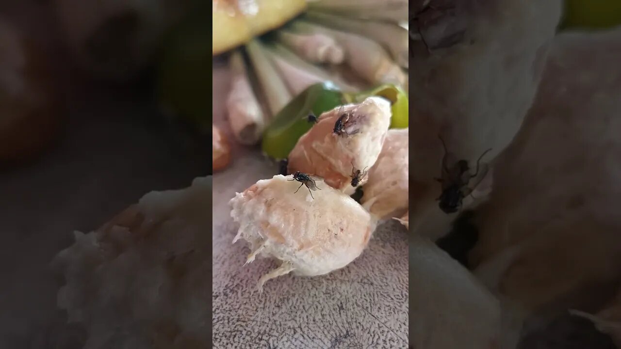 This is how 'they' eat 😁