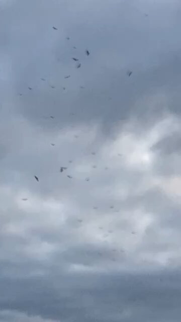 The Birds are acting weird..