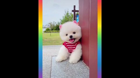 Cute Puppy video 🐶 || Funny Puppy Video 🤣