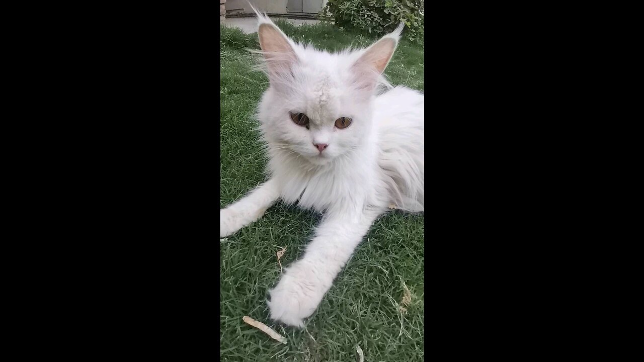 Sweet Kitten playing in lawn